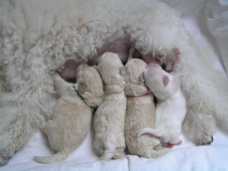 9. den BECRUX 334g, BOREAS 318g, BOOTES 322g, CRISTIAN 218g